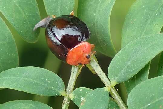 Image of <i>Synona consanguinea</i> Poorani, Slipinski & Booth 2008