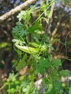 Dioscorea aristolochiifolia Poepp.的圖片