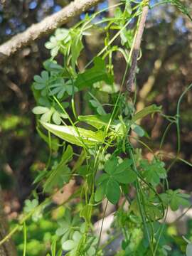 Image of Dioscorea aristolochiifolia Poepp.