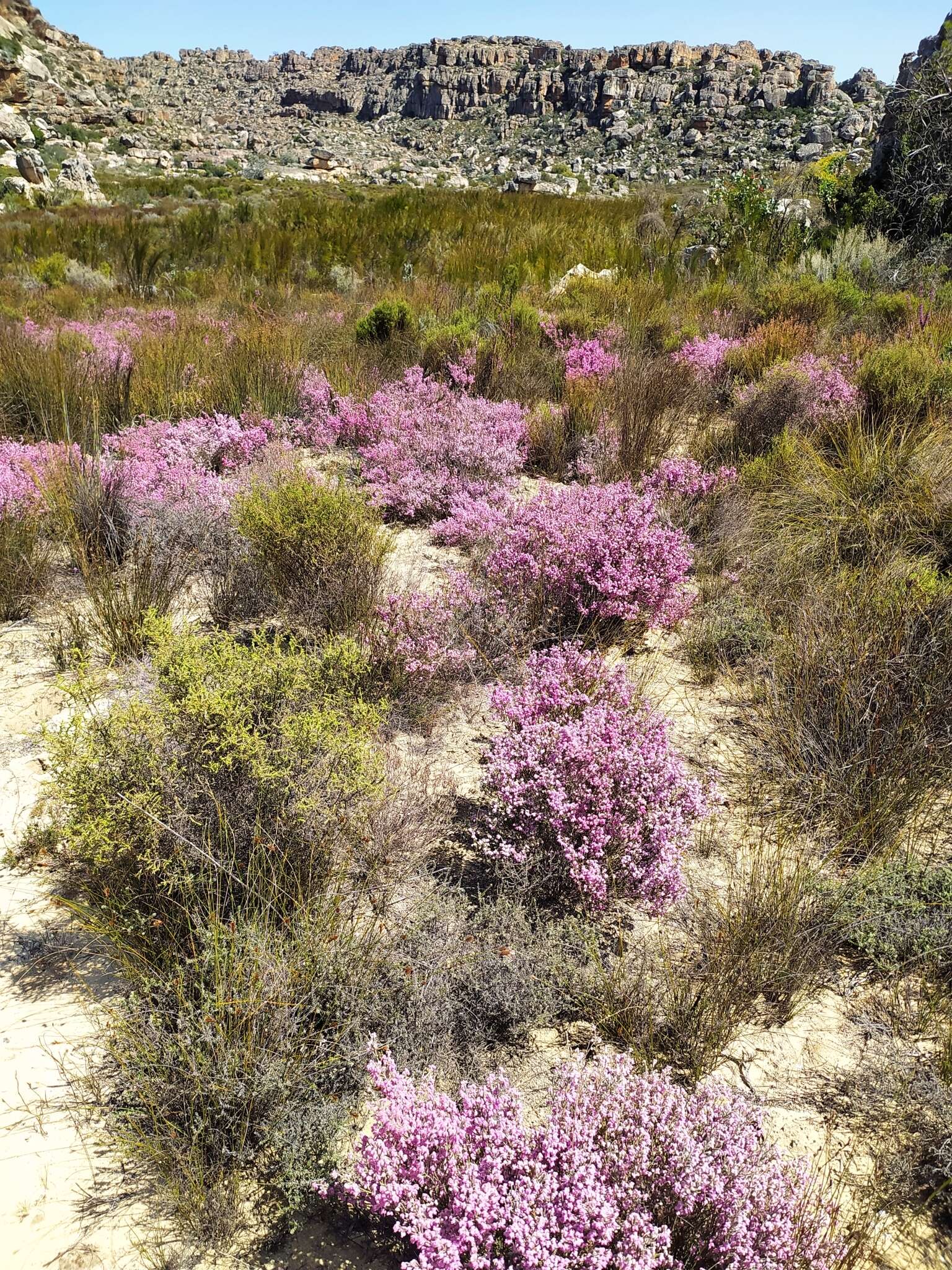 Image of Erica plumosa Thunb.