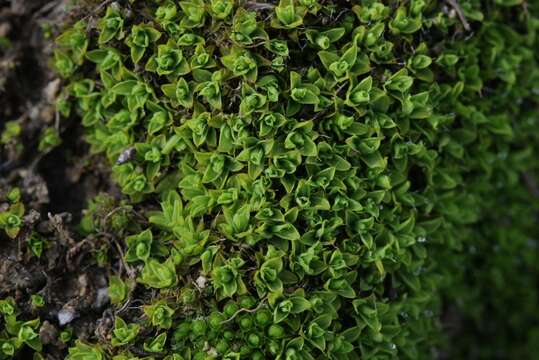 Plancia ëd Tortula californica E. B. Bartram 1945