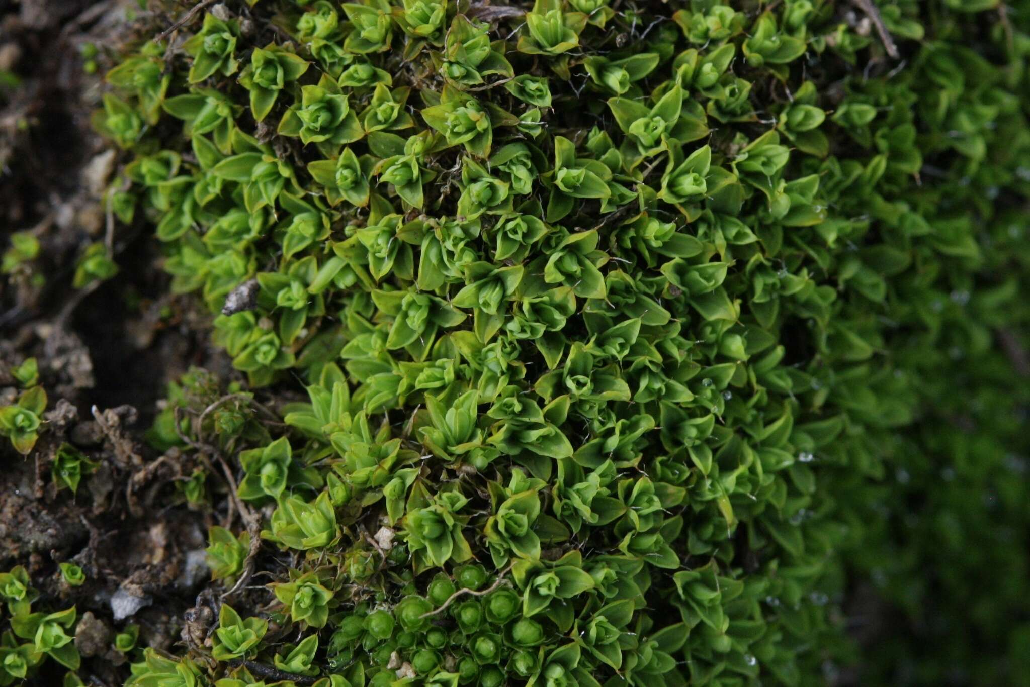 Imagem de Tortula californica E. B. Bartram 1945