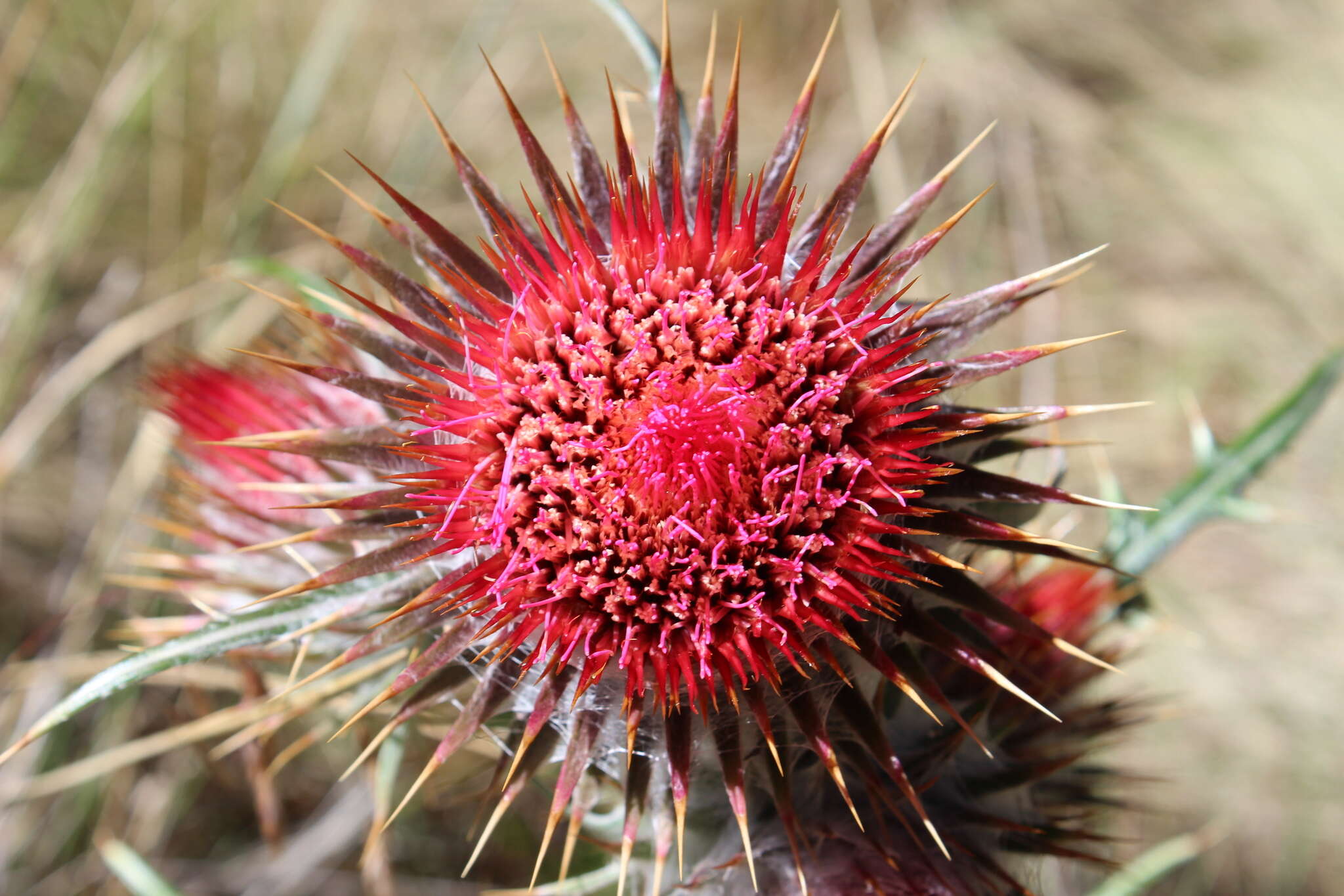 Cirsium ehrenbergii Sch. Bip.的圖片