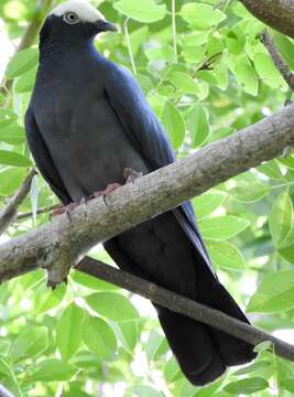 Image de Pigeon à couronne blanche