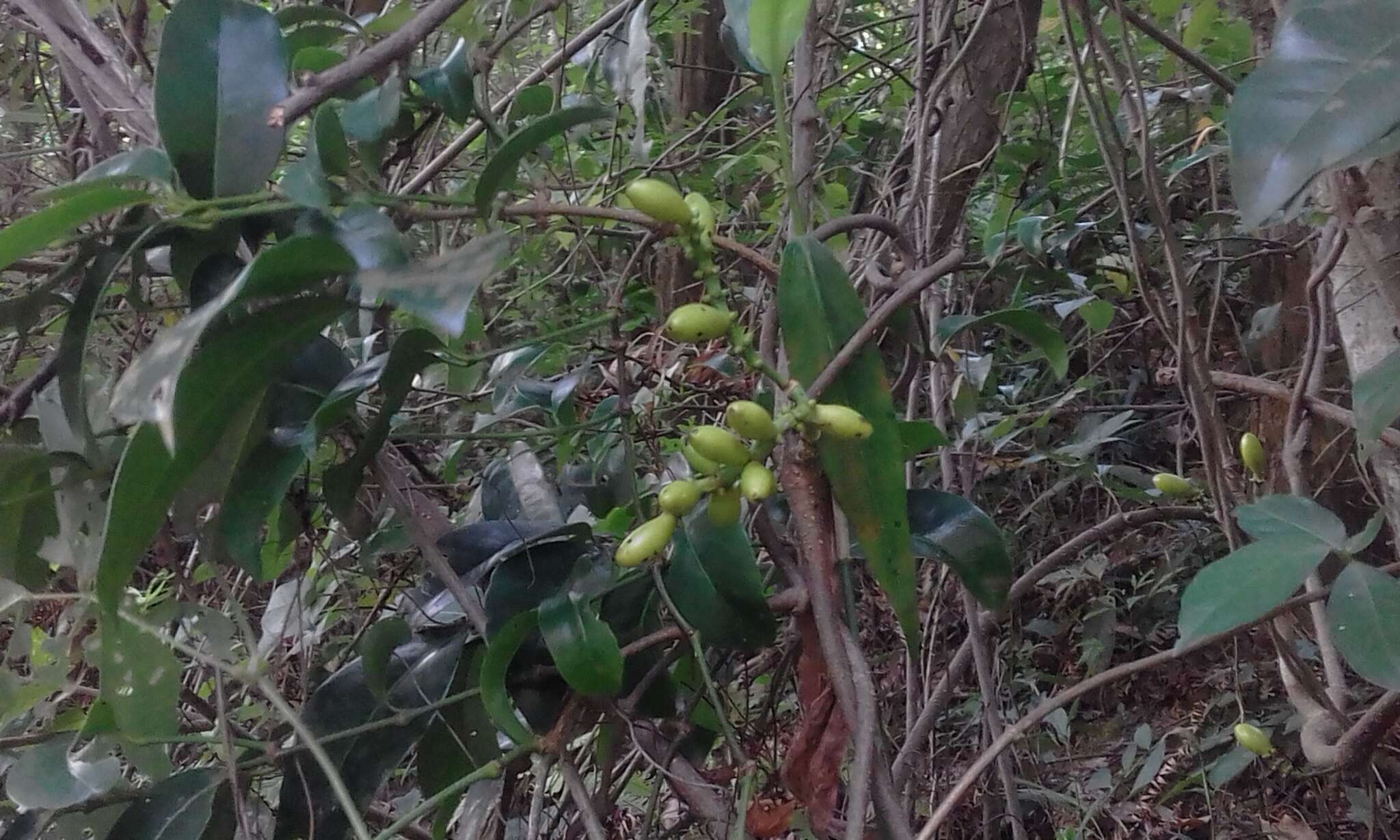 Gnetum parvifolium (Warb.) W. C. Cheng resmi