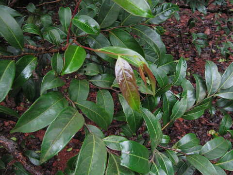 Image of Phyllanthus hohenackeri Müll. Arg.