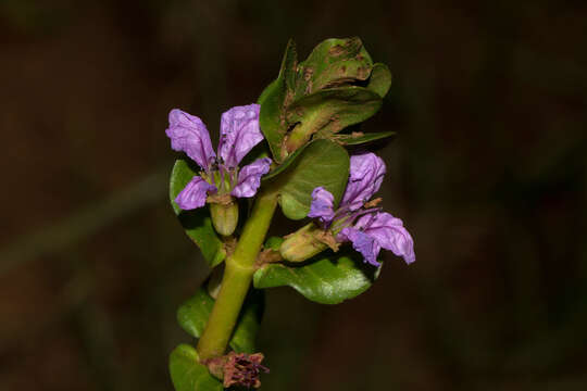 Imagem de Lythrum rotundifolium Hochst. ex A. Rich.