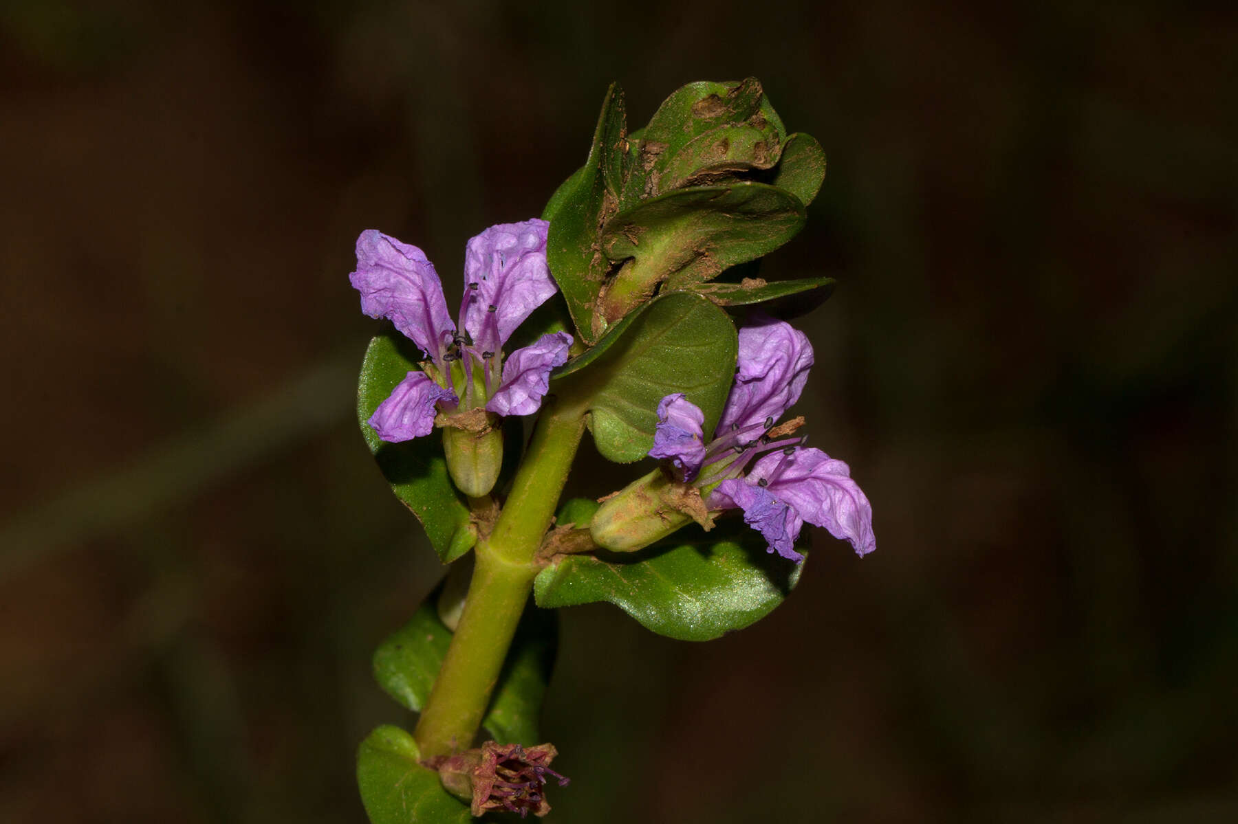 Image of Lythrum rotundifolium Hochst. ex A. Rich.