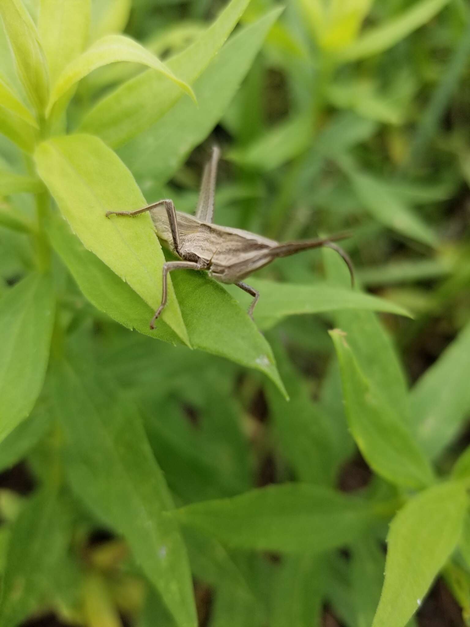 Pseudopomala brachyptera (Scudder & S. H. 1862)的圖片