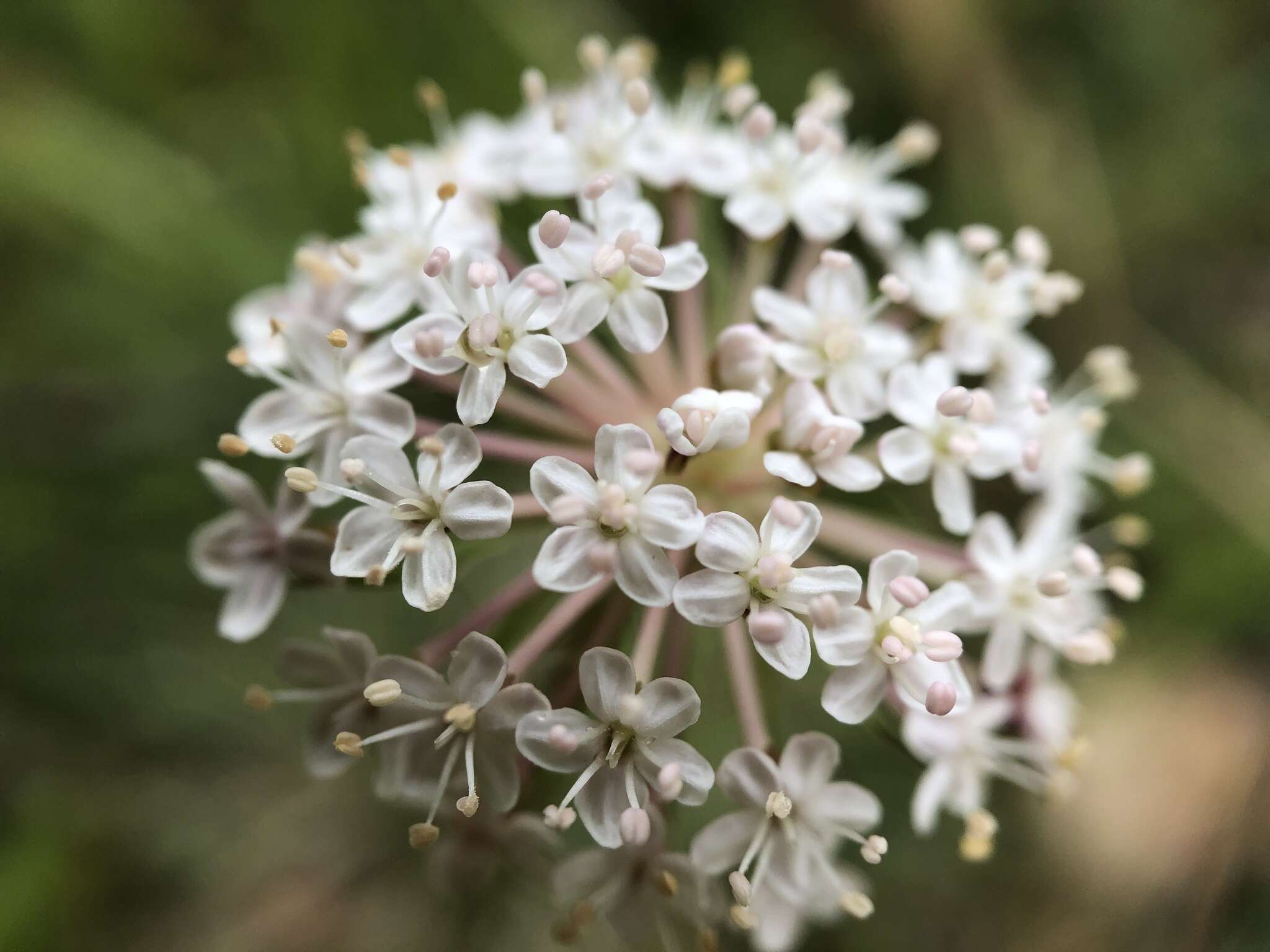 Trachymene humilis (Domin) Benth. resmi