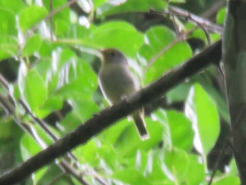 Image of Wing-barred Piprites