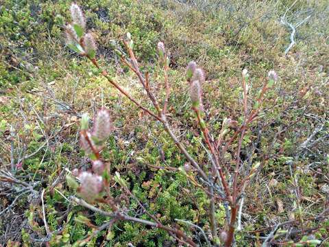 Salix myrsinites L.的圖片