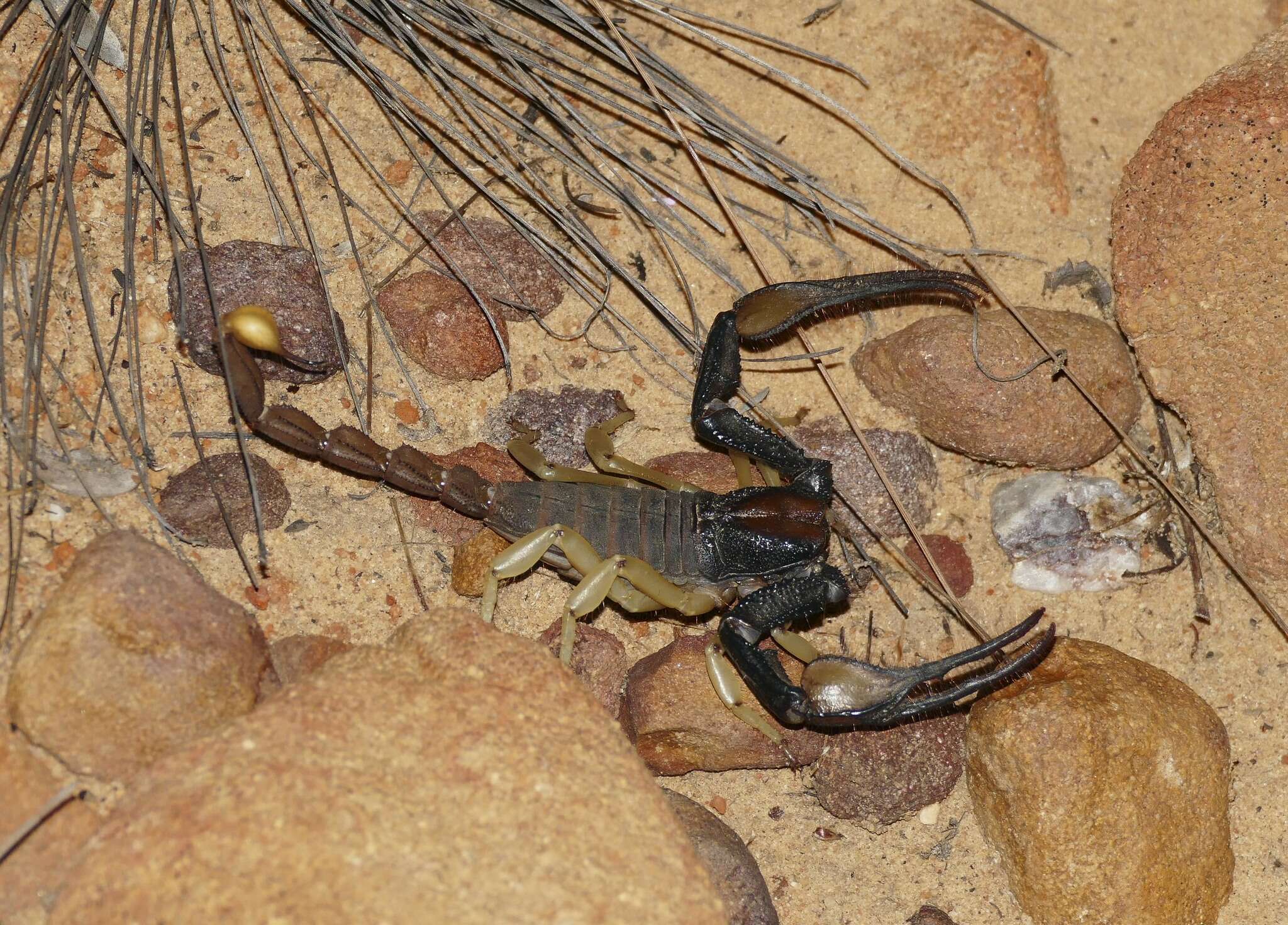 Image of Burrowing Scorpion