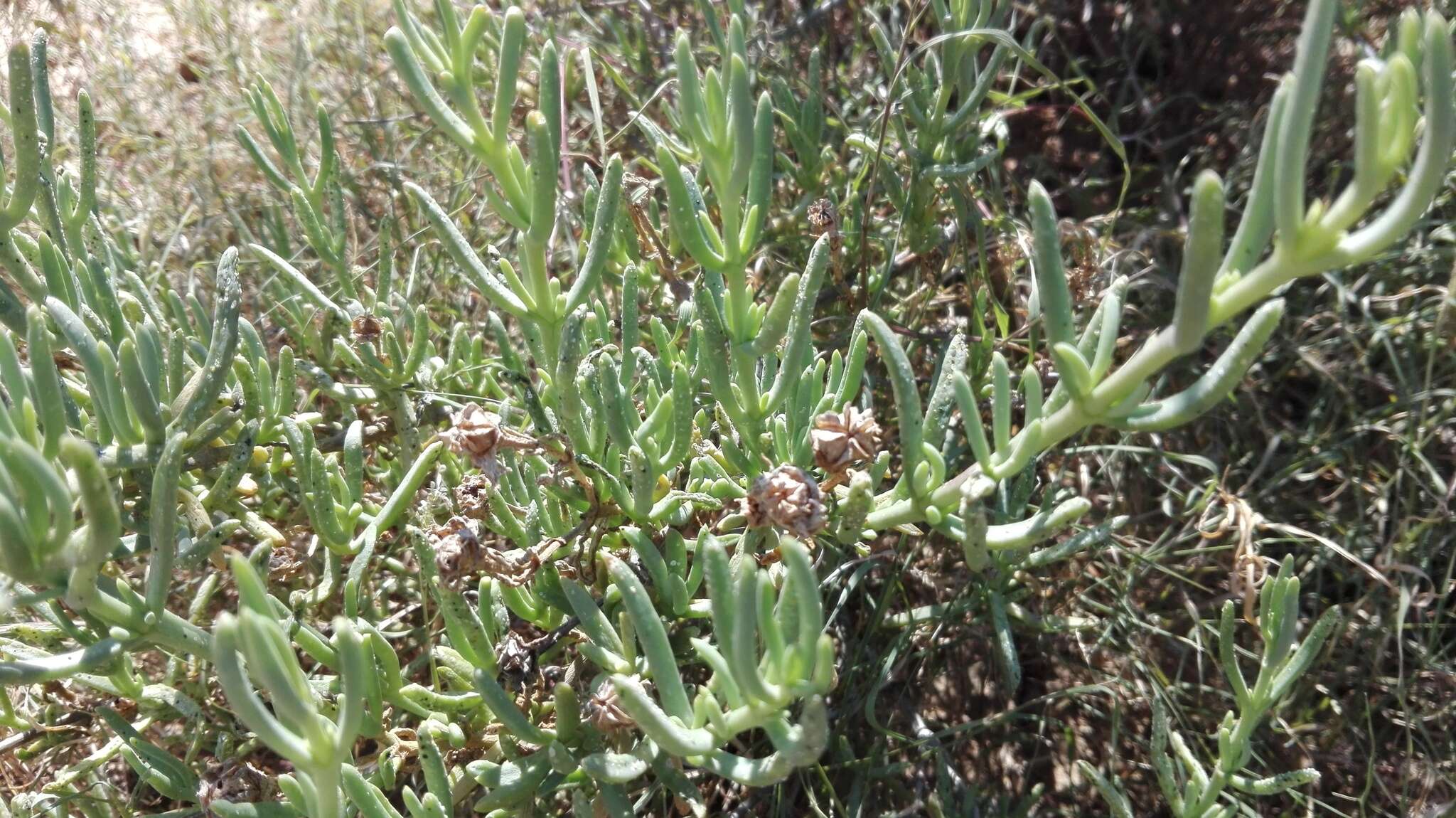 Image of Mesembryanthemum splendens L.