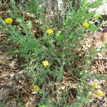 Heterotheca fulcrata (Greene) Shinners resmi