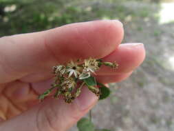 Image of Baccharis mexicana Cuatrec.