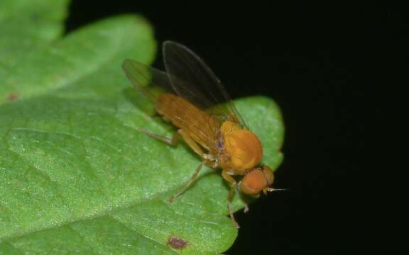 Image of Agathomyia wankowiczii (Schnabl 1884)