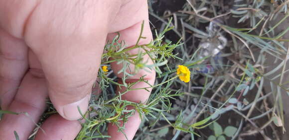 Image of Thymophylla tenuifolia (Cass.) Rydb.