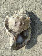 Image of frilled frogsnail