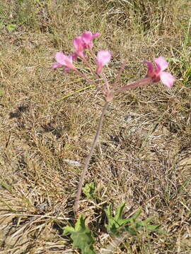 Image of Variable stork's-bill