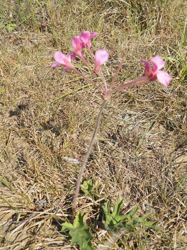 Image of Variable stork's-bill