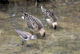 Image of Ruff