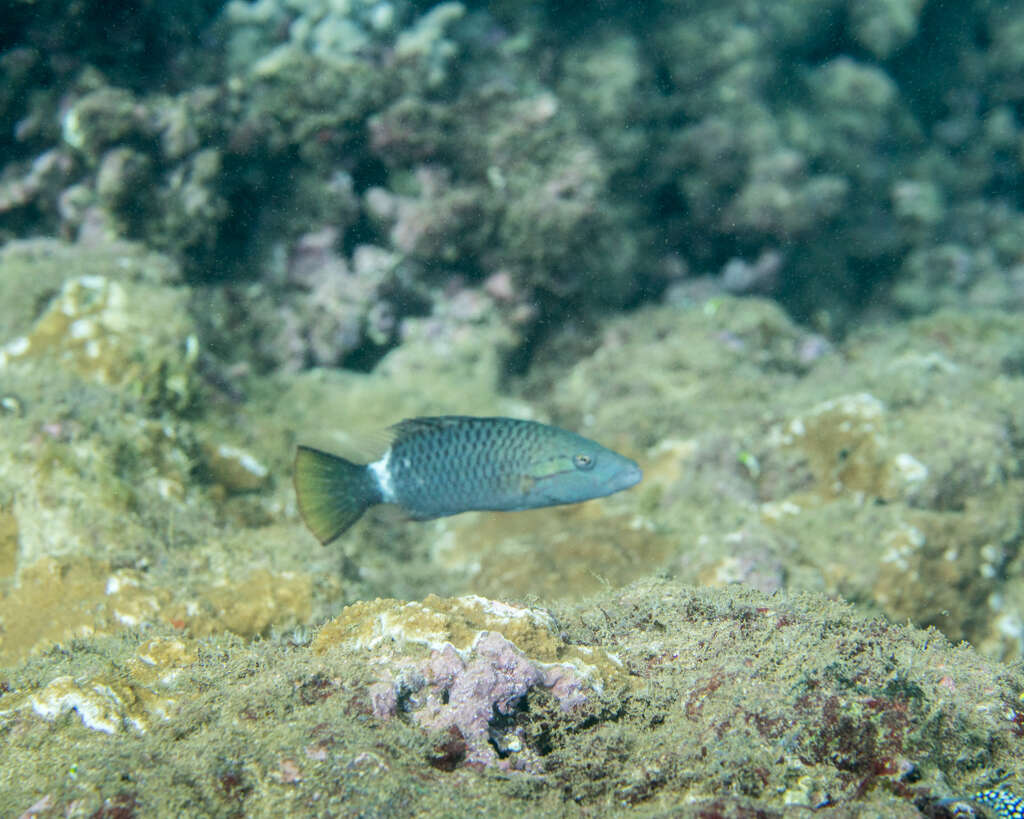 Image of Ringtail maori wrasse