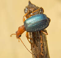 Imagem de Brachinus (Brachinus) ejaculans Fischer von Waldheim 1828