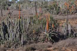 Euphorbia caerulescens Haw. resmi