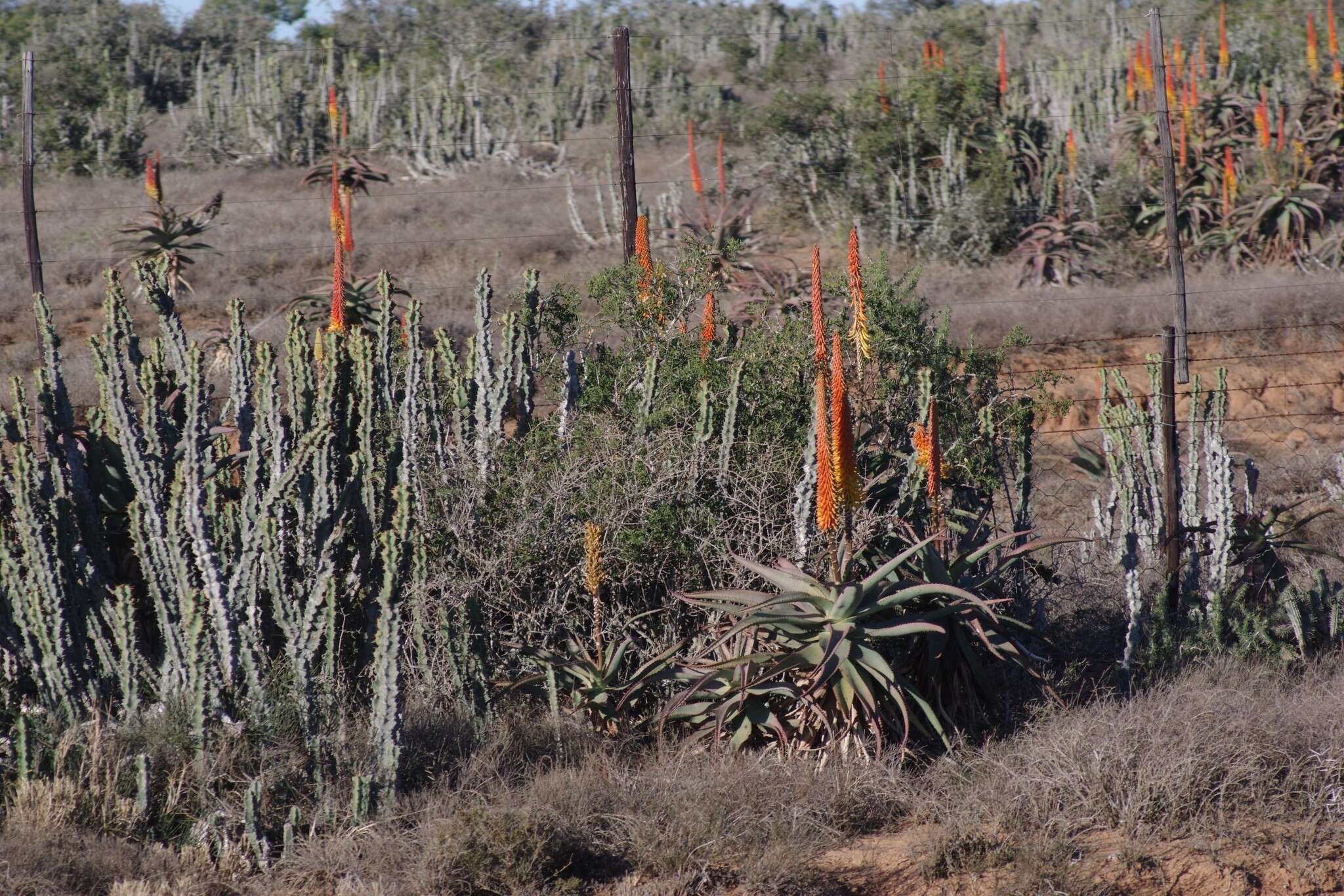 Sivun Euphorbia caerulescens Haw. kuva