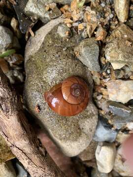 Image of Terrycarlessia turbinata Stanisic 2010