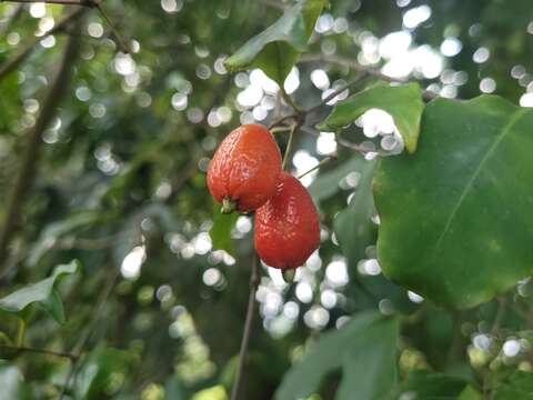 Image of Eugenia stigmatosa DC.