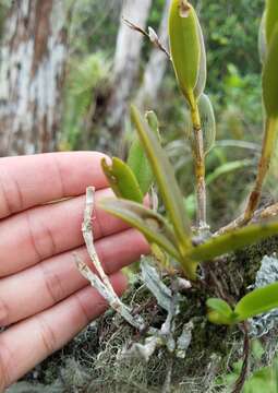 Image de Epidendrum rigidum Jacq.