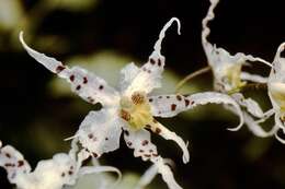 Image of Oncidium cirrhosum (Lindl.) Beer