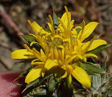 Image of Berkheya pinnatifida subsp. pinnatifida