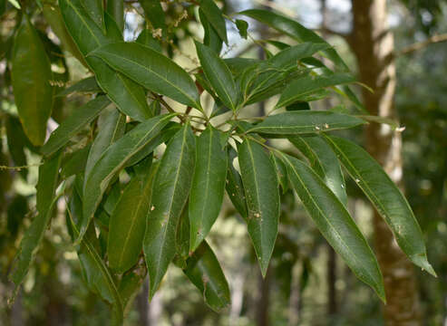 Image of Guioa acutifolia Radlk.