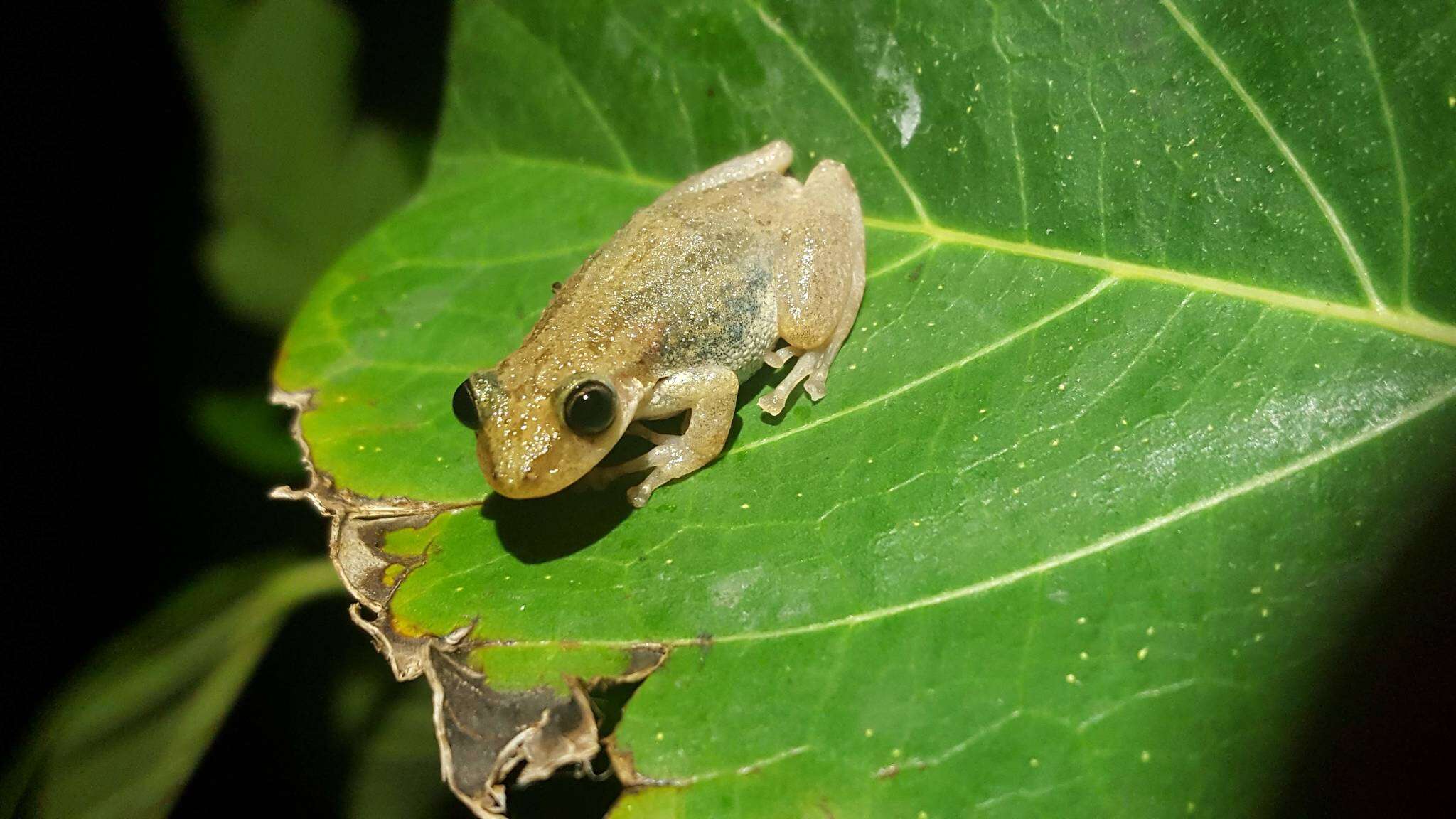 Image of Stauffer's Long-nosed Treefrog