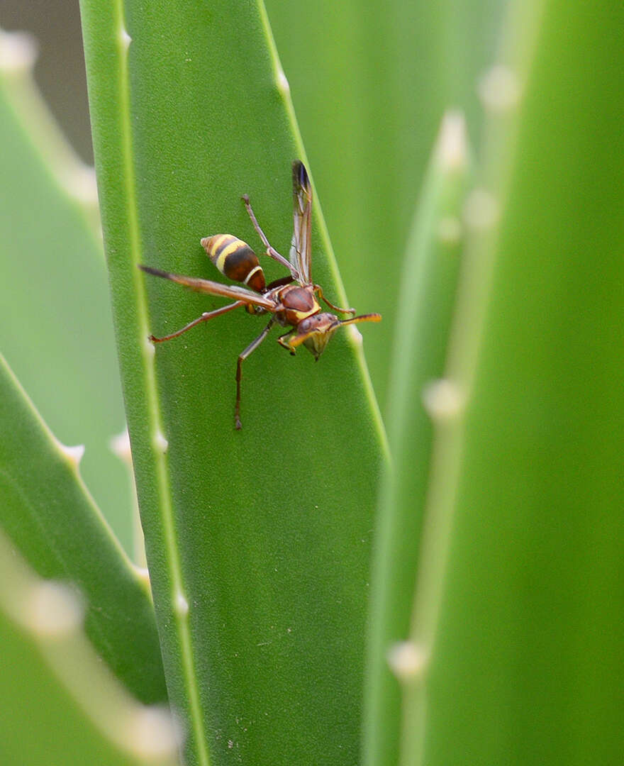 Image of Polistes badius Gerst. 1873