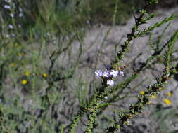 صورة Junellia seriphioides (Gillies & Hook.) Moldenke