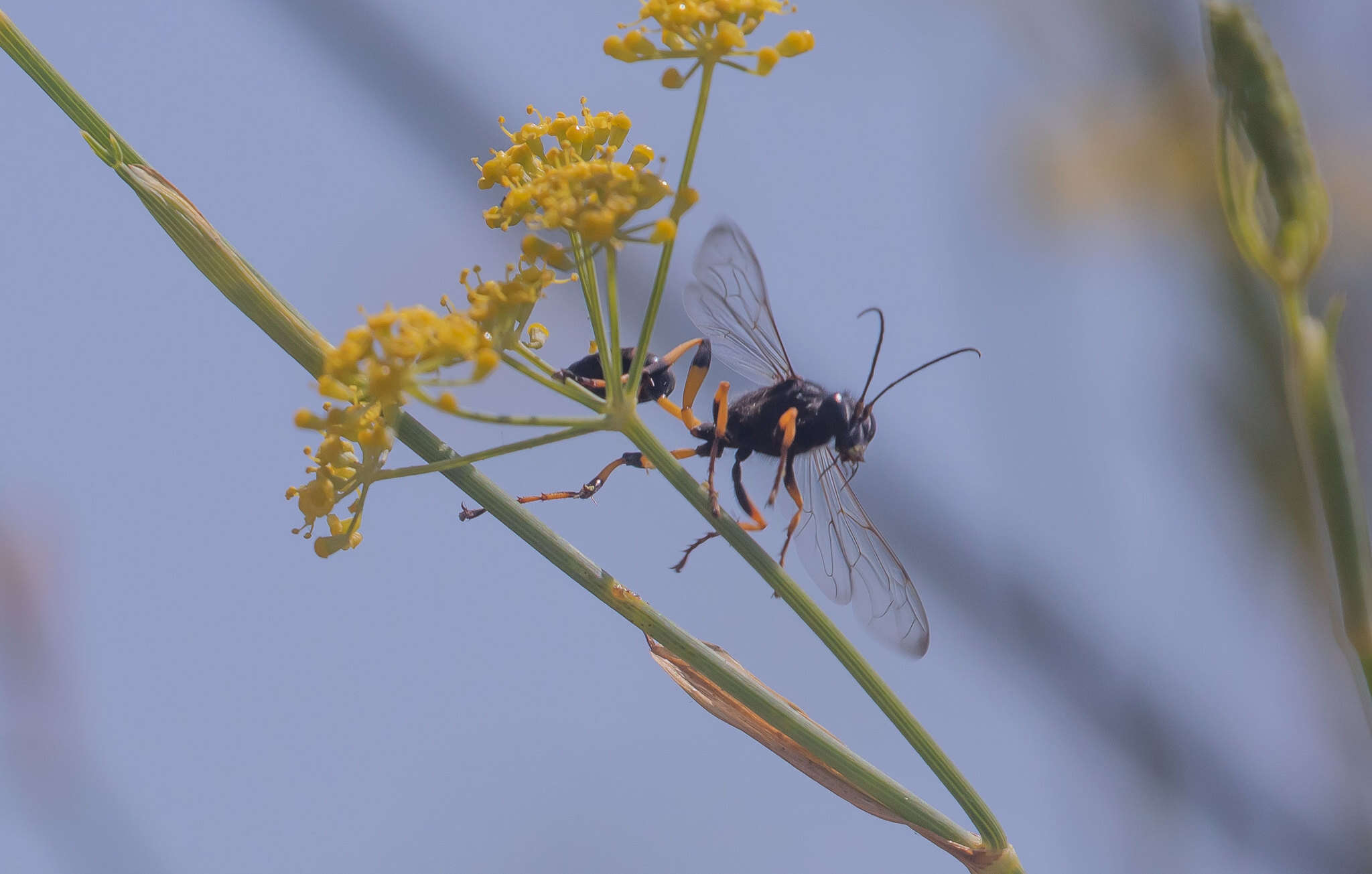 Image of Sceliphron spirifex (Linnaeus 1758)