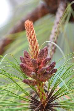 Image of Michoacán Pine