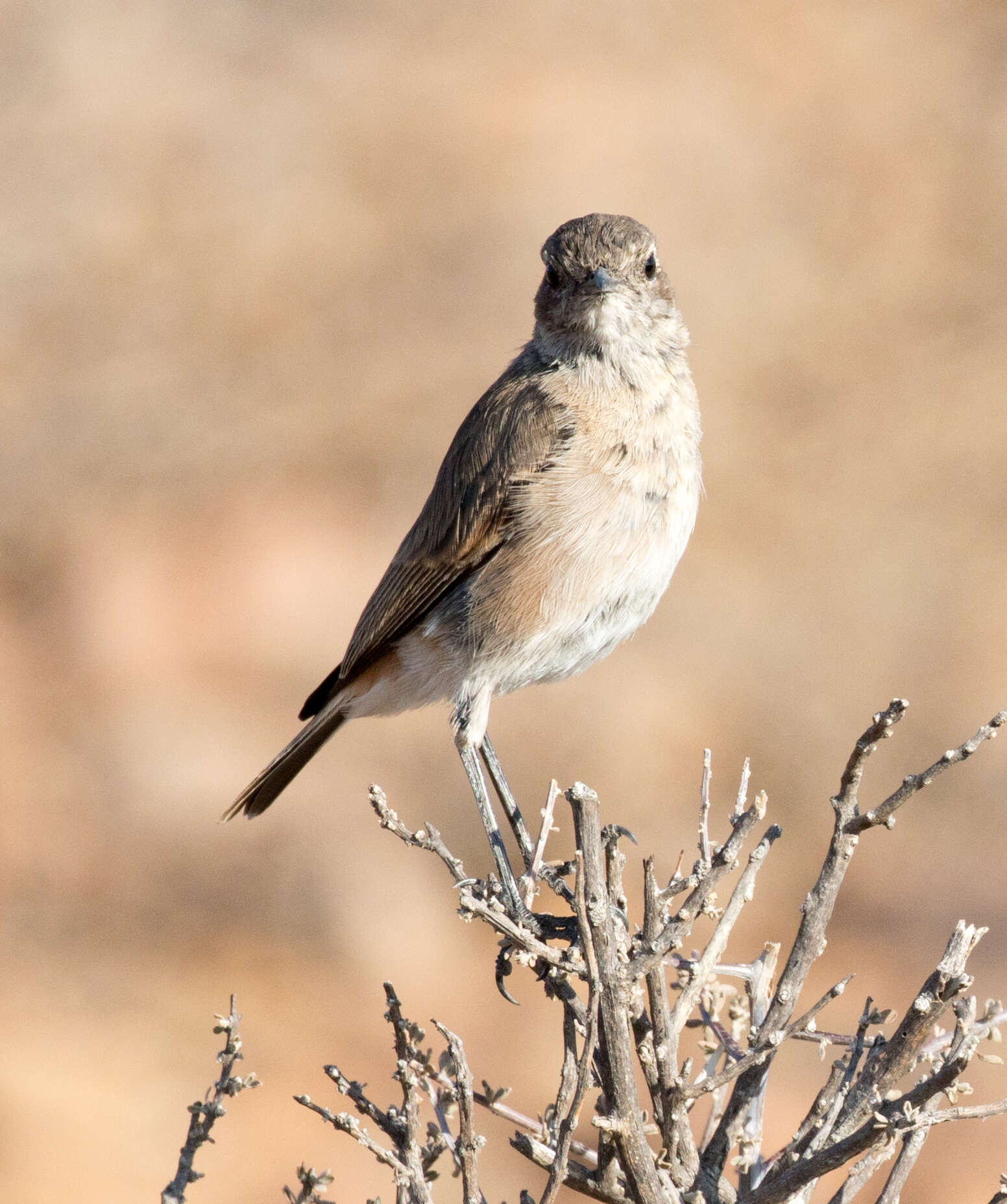 Image of Sickle-winged Chat