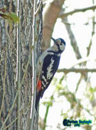 Image of Syrian Woodpecker