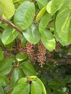 Imagem de Sterculia cordata Bl.