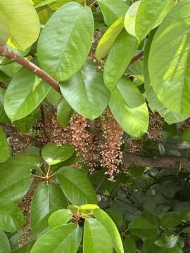 Image of Sterculia cordata Bl.