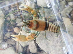 Image of Cambarus rusticiformis Rhoades 1944