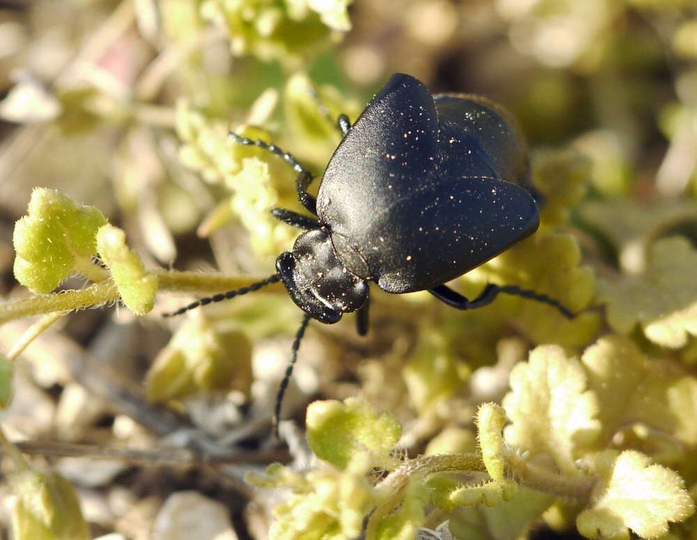 <i>Meloe uralensis</i> resmi