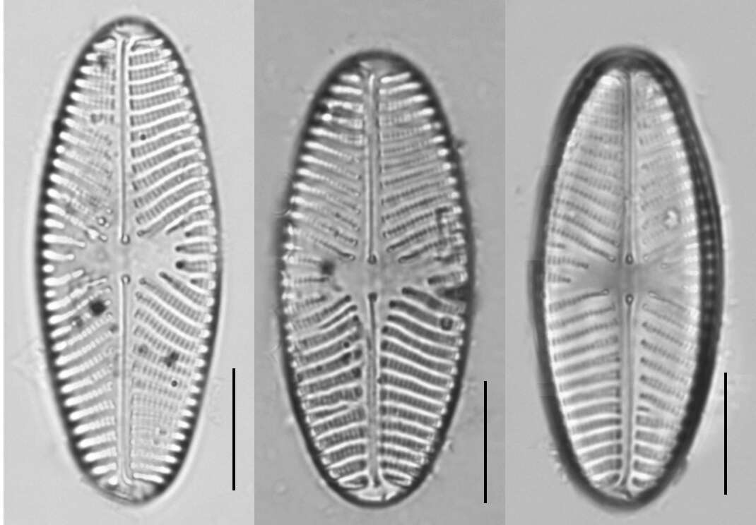 Navicula reinhardtii的圖片