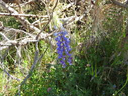 Image of spider lupine