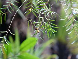 Image de Dendrobium cunninghamii Lindl.